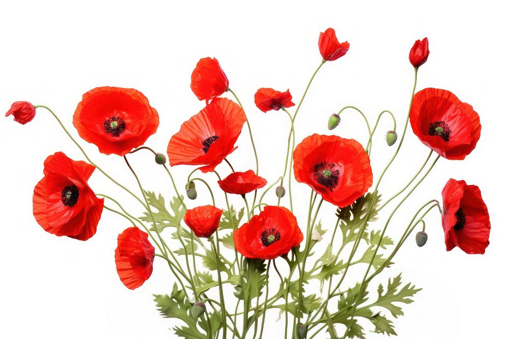 Poppy bush flower plant white background. 