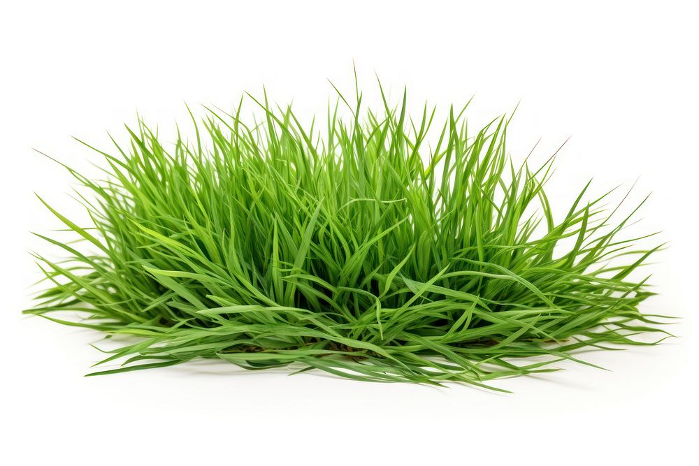 Grass plant green lawn. AI generated Image by rawpixel.