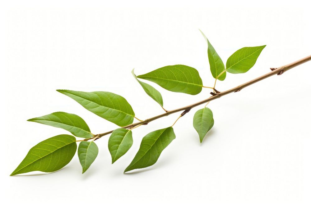 Tree branch plant herbs. AI generated Image by rawpixel.