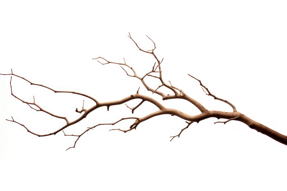 Tree branch plant white background. AI generated Image by rawpixel.