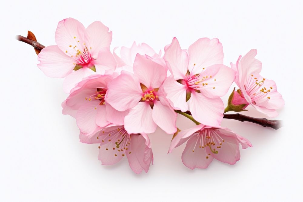 Sakura flower blossom plant white. AI generated Image by rawpixel.