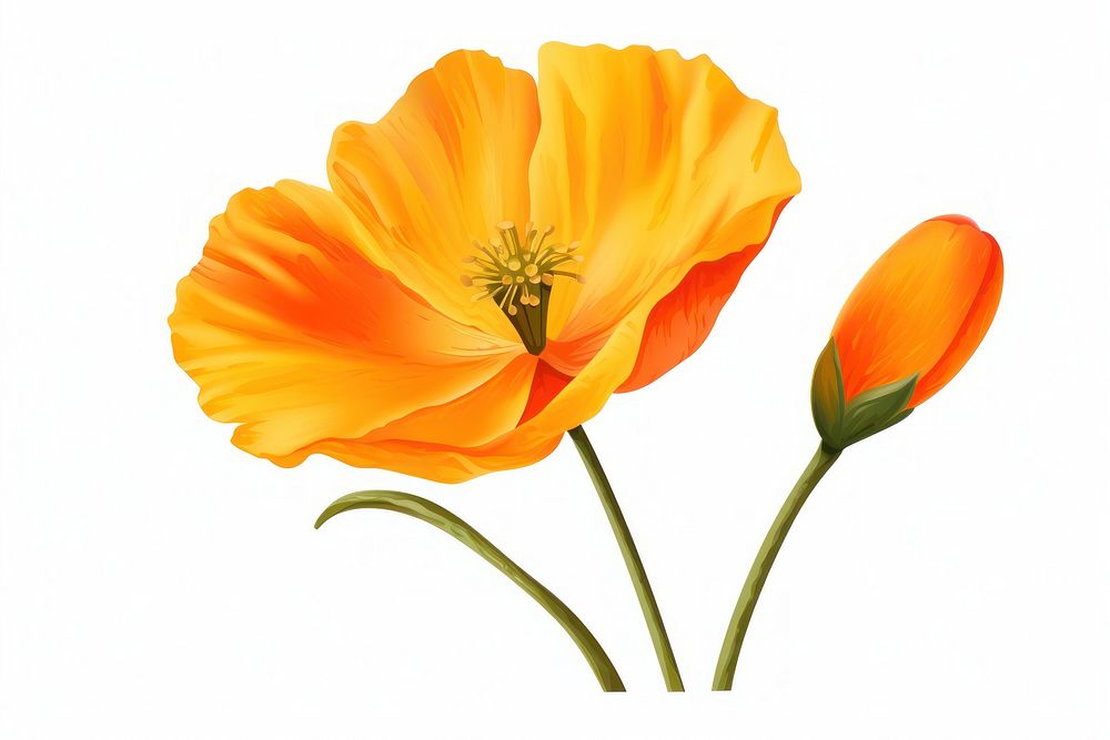 Flower poppy petal plant. AI generated Image by rawpixel.
