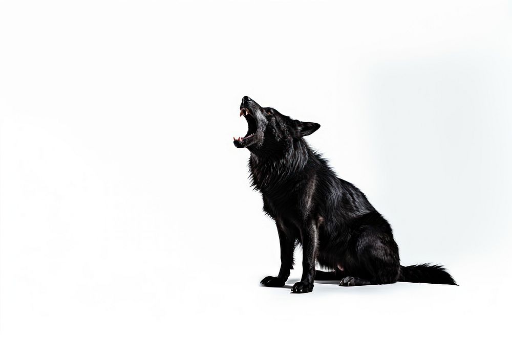 A black wolf howling mammal animal pet. AI generated Image by rawpixel.