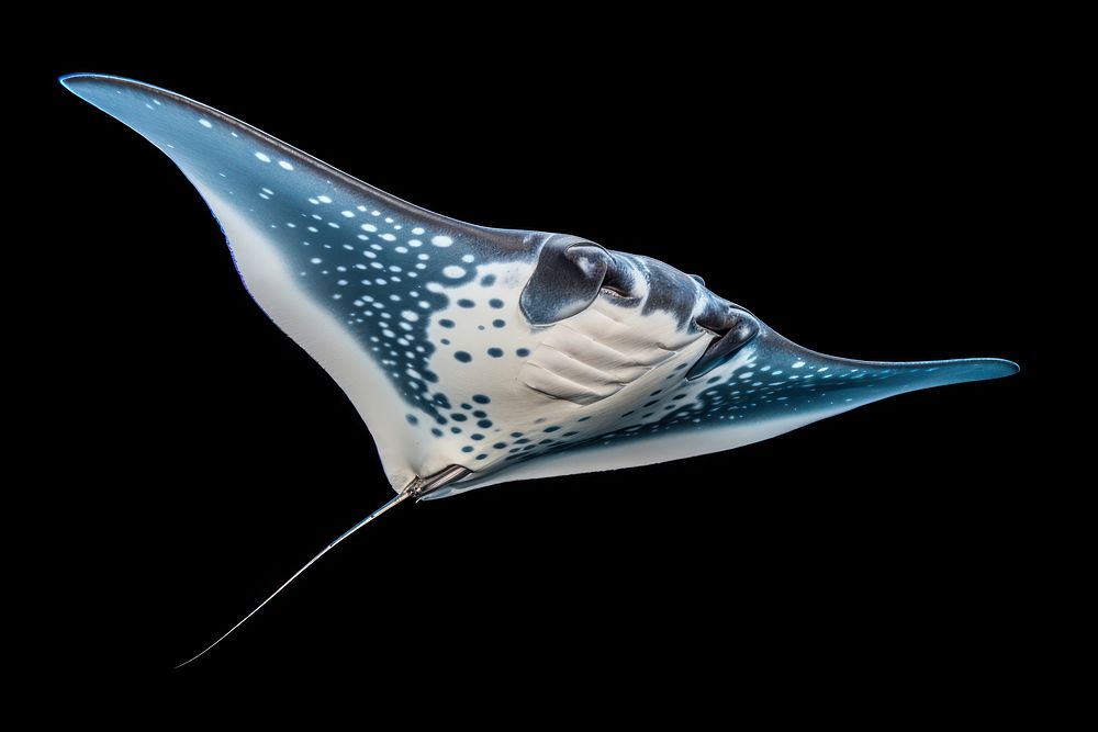 Manta ray animal fish underwater. AI generated Image by rawpixel.