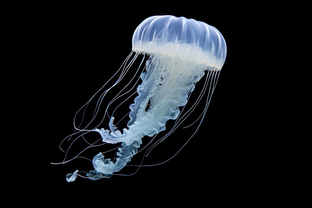 Moon Jellyfish Animal Invertebrate Zooplankton Premium Photo Rawpixel