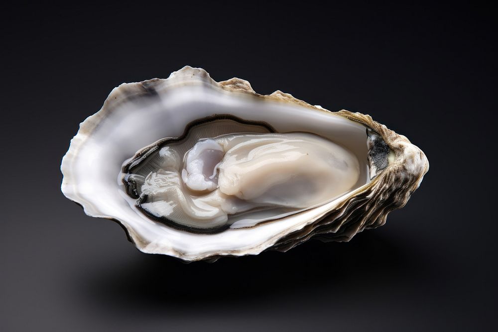 Oyster seafood invertebrate freshness. AI generated Image by rawpixel.