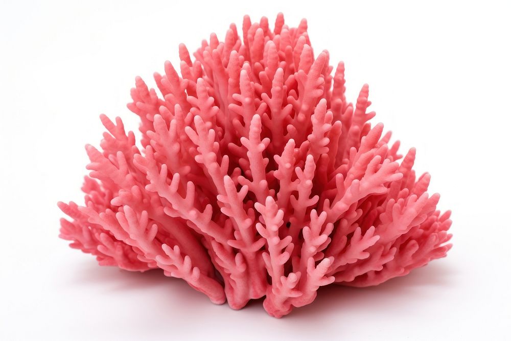 Organ pipe coral nature plant white background. AI generated Image by rawpixel.