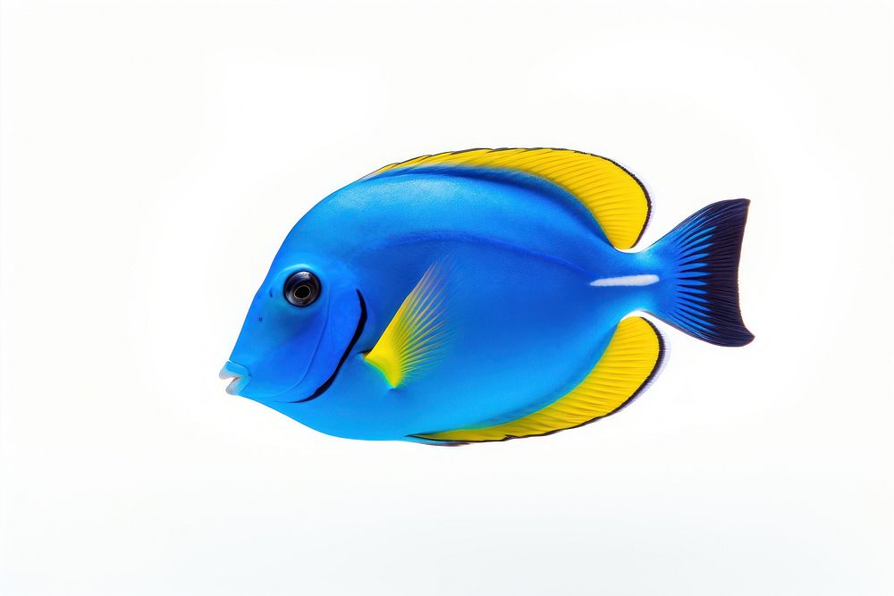 Blue tang animal fish white background. AI generated Image by rawpixel.