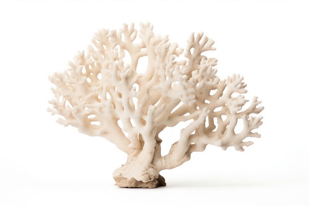 Elkhorn coral nature sea white background. AI generated Image by rawpixel.