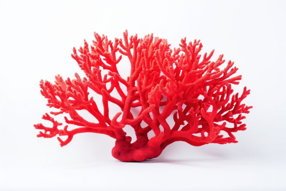 Fire coral nature plant sea. AI generated Image by rawpixel.