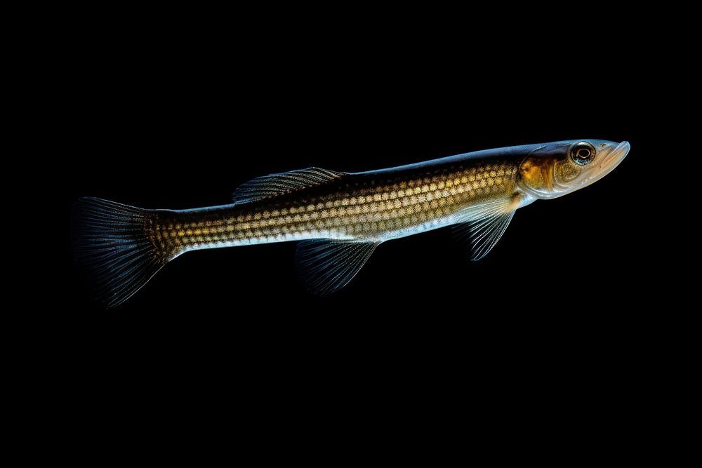 Goby fish animal underwater wildlife. AI generated Image by rawpixel.