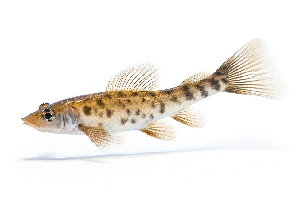 Goby fish animal white background underwater. AI generated Image by rawpixel.