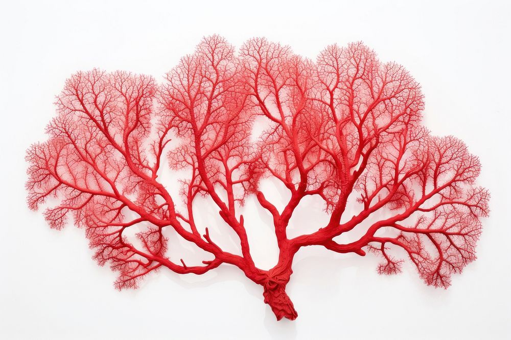 Gorgonian sea fan coral plant tree white background. AI generated Image by rawpixel.