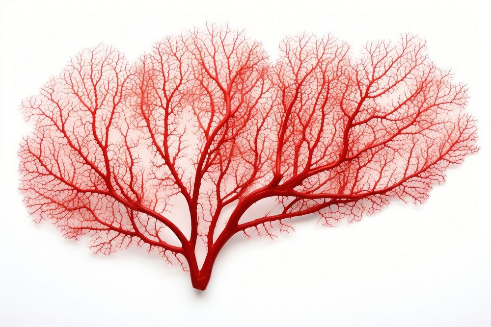 Gorgonian sea fan coral plant tree leaf. AI generated Image by rawpixel.
