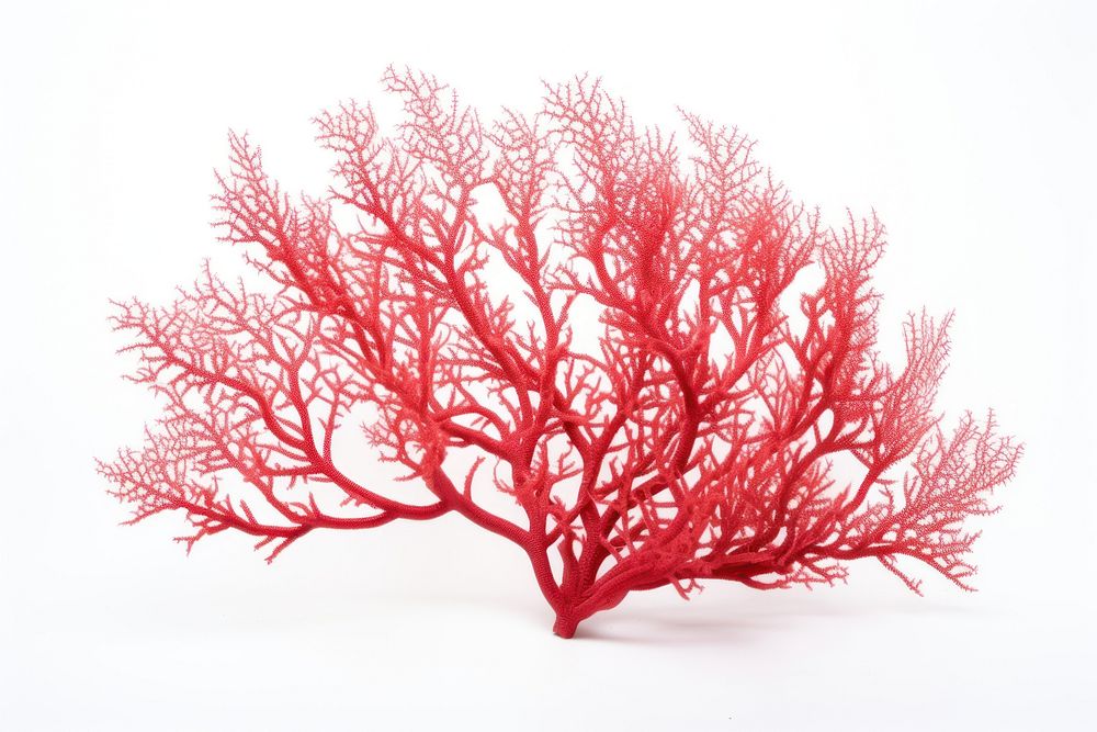 Gorgonian sea fan coral outdoors nature plant. AI generated Image by rawpixel.