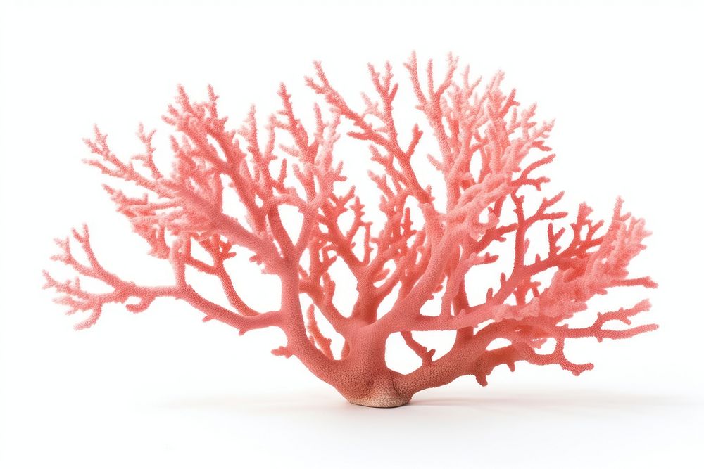 Staghorn coral nature plant tree. AI generated Image by rawpixel.
