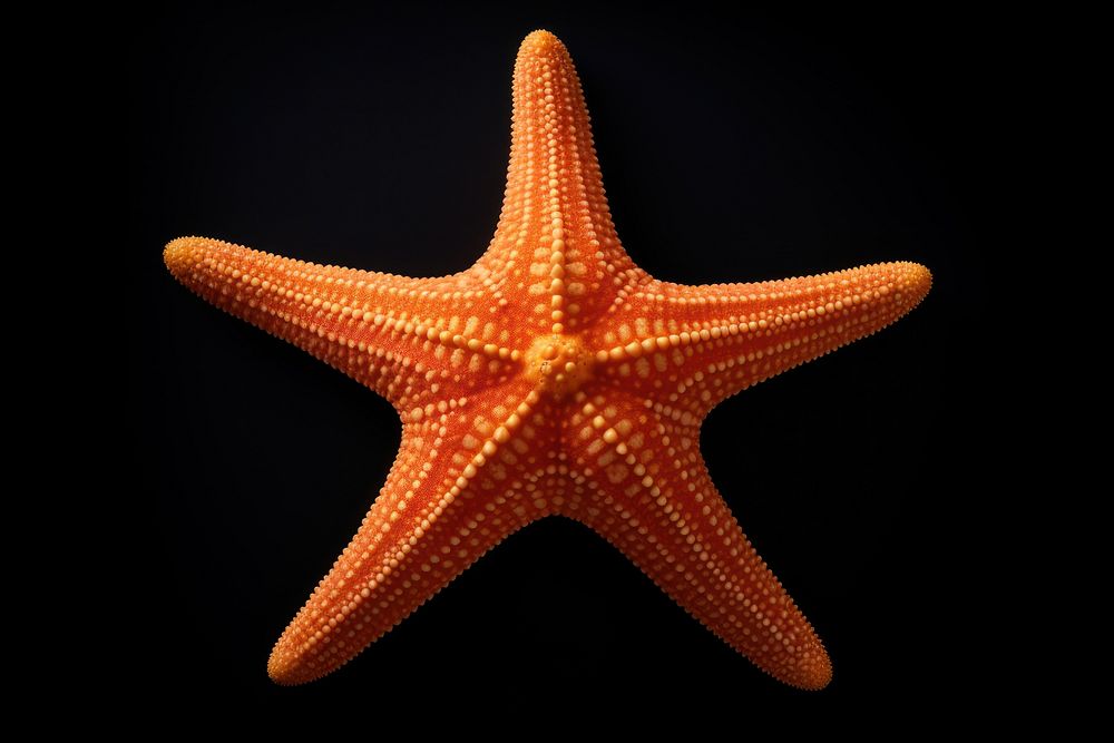 Starfish invertebrate underwater echinoderm. AI generated Image by rawpixel.
