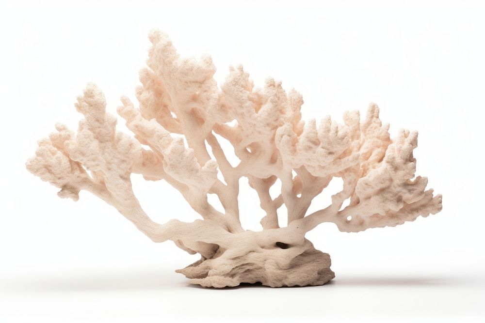 Stoney coral nature sea white background. AI generated Image by rawpixel.