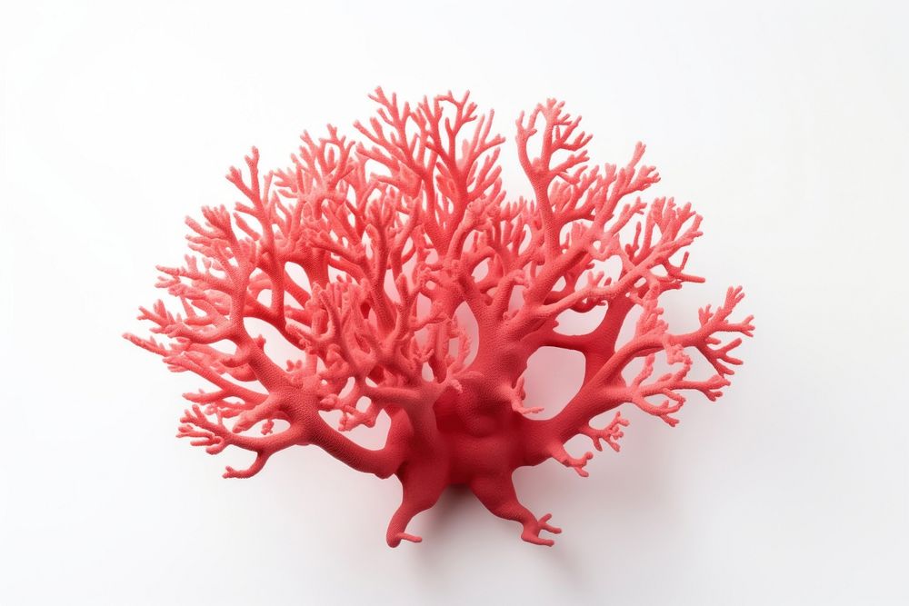 Sun coral plant white background invertebrate. AI generated Image by rawpixel.