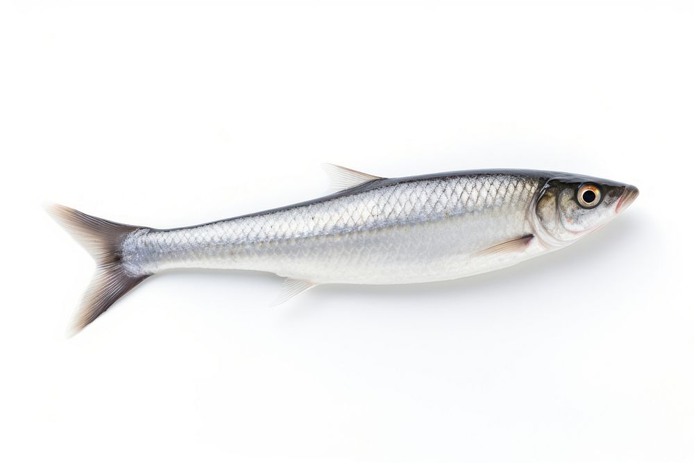 Surmullet seafood sardine animal. AI generated Image by rawpixel.