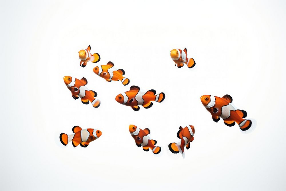 Clownfish animal white background amphiprion. AI generated Image by rawpixel.