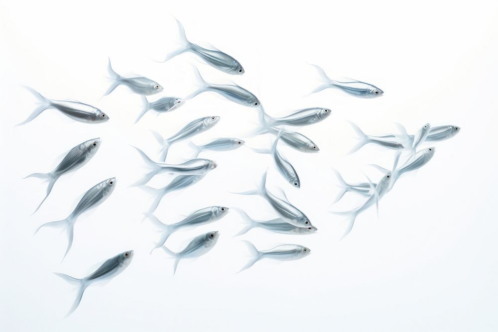 Fish animal white background wildlife. AI generated Image by rawpixel.