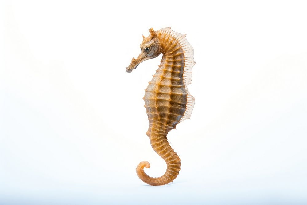 Seahorse animal mammal white background. AI generated Image by rawpixel.