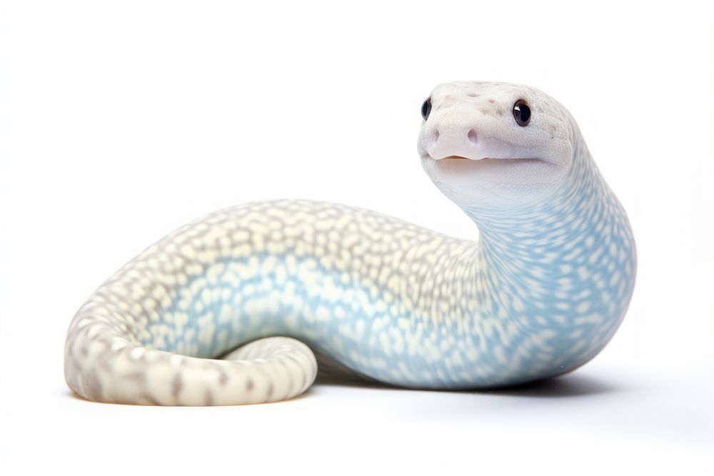 Snowflake moray eel reptile animal Premium Photo rawpixel