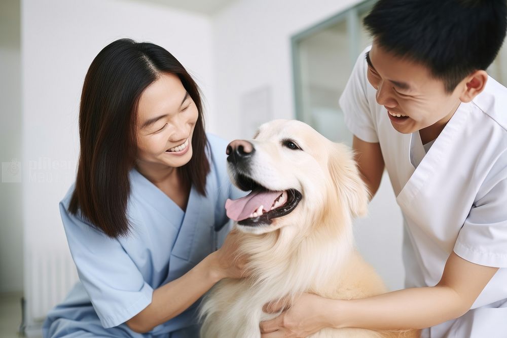 Veterinarian dog retriever mammal. 