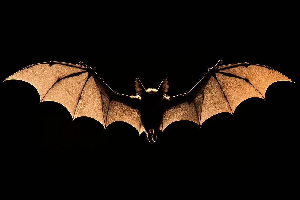 Bat sillouette wildlife animal darkness. AI generated Image by rawpixel.