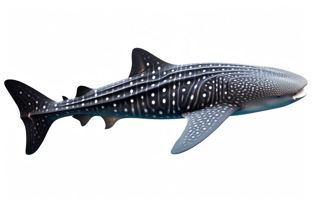 Animal shark mammal whale. AI generated Image by rawpixel.
