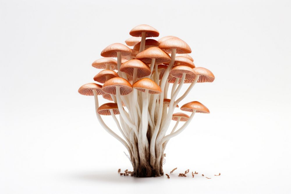 A magic mushroom fungus plant white background. AI generated Image by rawpixel.