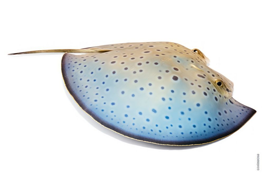 A blue-spotted fantail ray animal fish sea. AI generated Image by rawpixel.