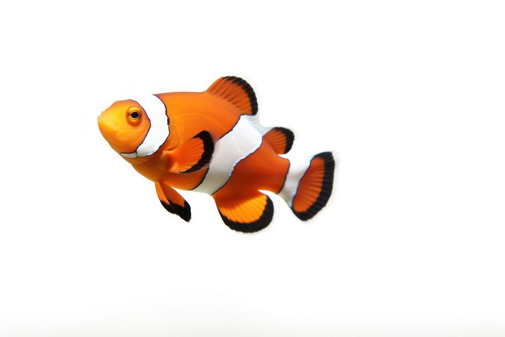 Clownfish animal sea white background. AI generated Image by rawpixel.