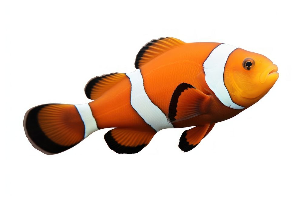 A clownfish animal sea white background. AI generated Image by rawpixel.