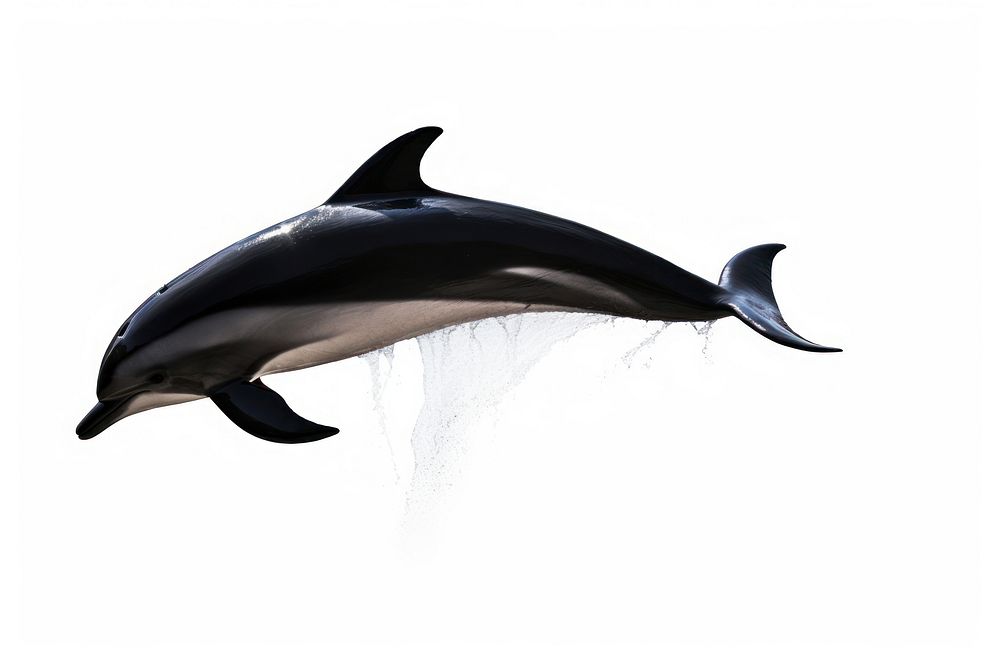 A jumping black dolphin shadow animal mammal fish. AI generated Image by rawpixel.