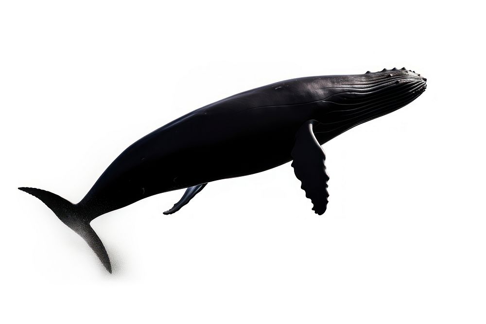 A jumping whale shadow animal mammal fish. AI generated Image by rawpixel.