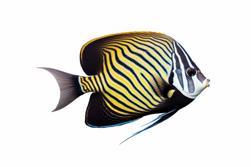 A loyal angel fish animal sea white background. AI generated Image by rawpixel.