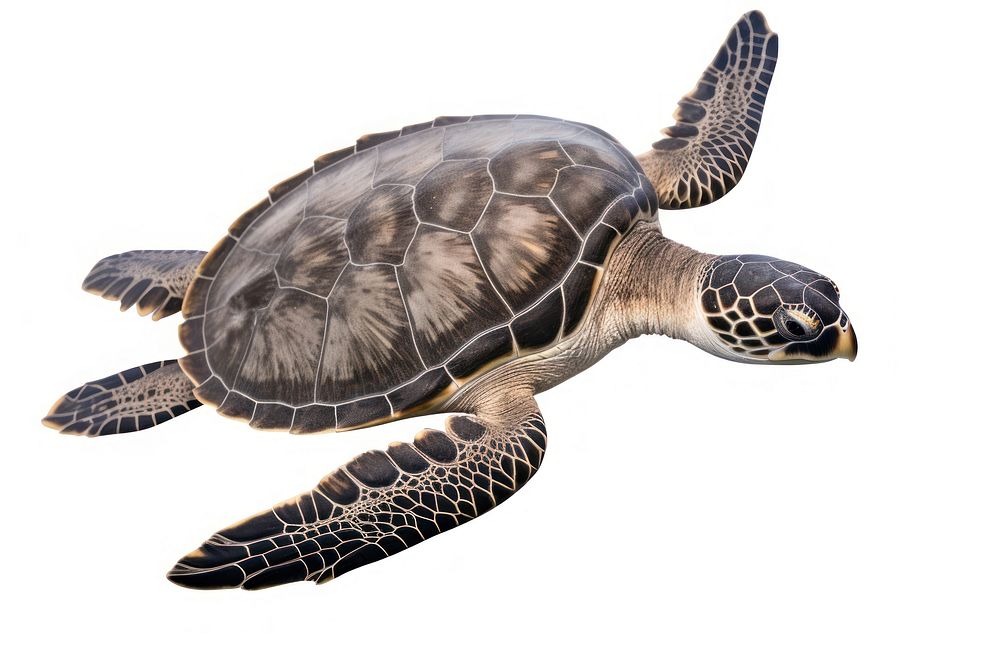 A sea turtle reptile animal white background. AI generated Image by rawpixel.