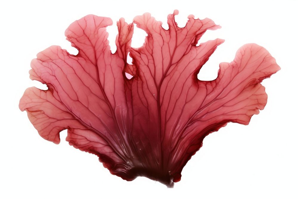 Hibiscus flower petal plant. AI generated Image by rawpixel.