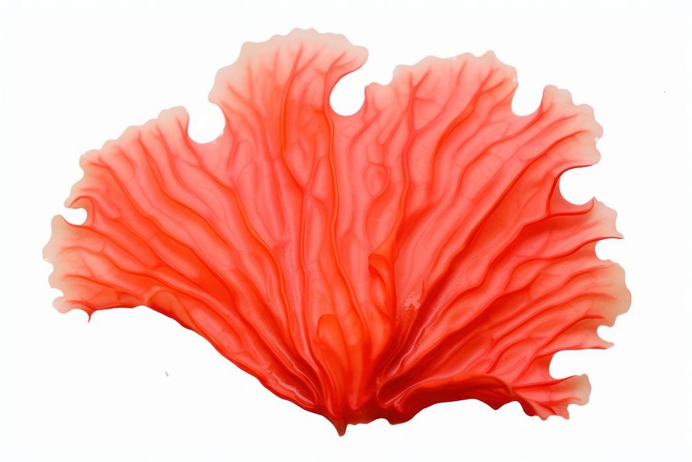 Leaf petal white background grapefruit. AI generated Image by rawpixel.