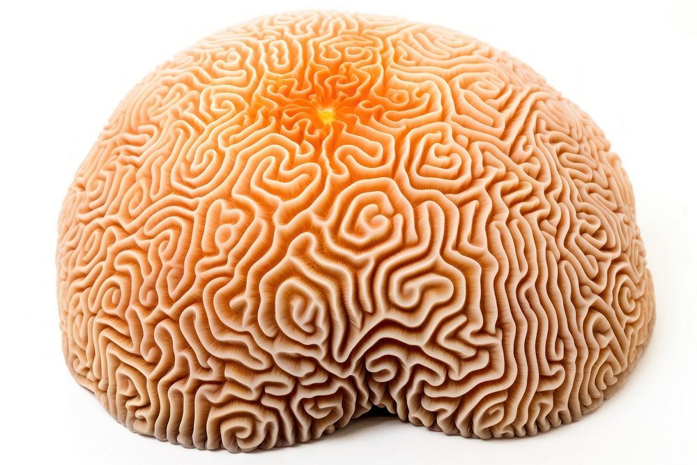 Nature brain ocean food. AI generated Image by rawpixel.