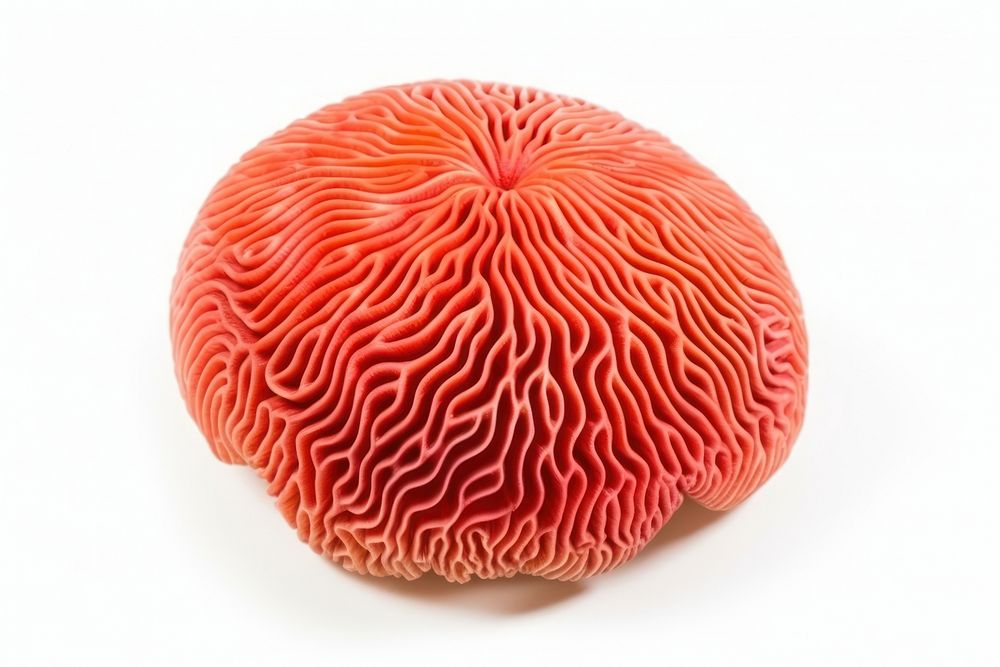 Mushroom nature plant brain. AI generated Image by rawpixel.