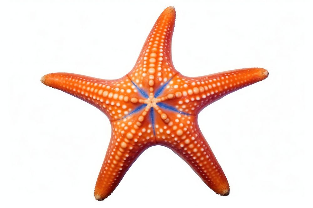 Starfish animal sea white background. AI generated Image by rawpixel.