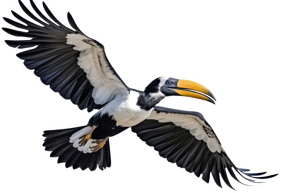 A Oriental Pied Hornbill flying vulture animal. AI generated Image by rawpixel.