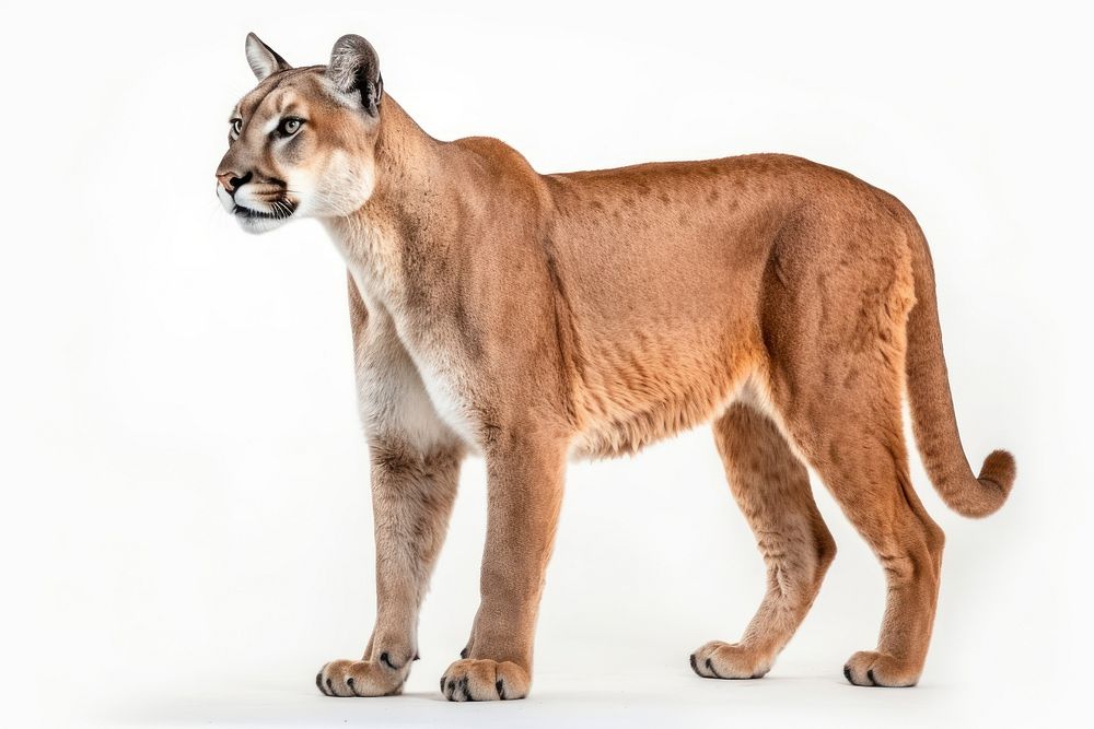 Puma concolor wildlife mammal animal. AI generated Image by rawpixel.