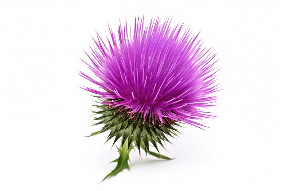 Thistle flower thistle plant white background. AI generated Image by rawpixel.