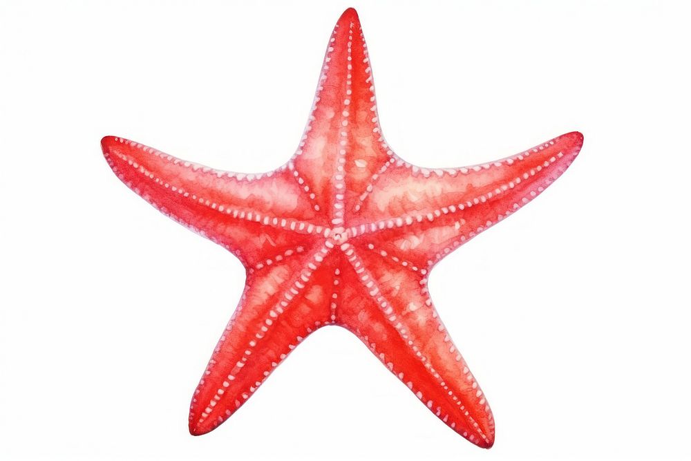 Red starfish animal white background invertebrate. AI generated Image by rawpixel.
