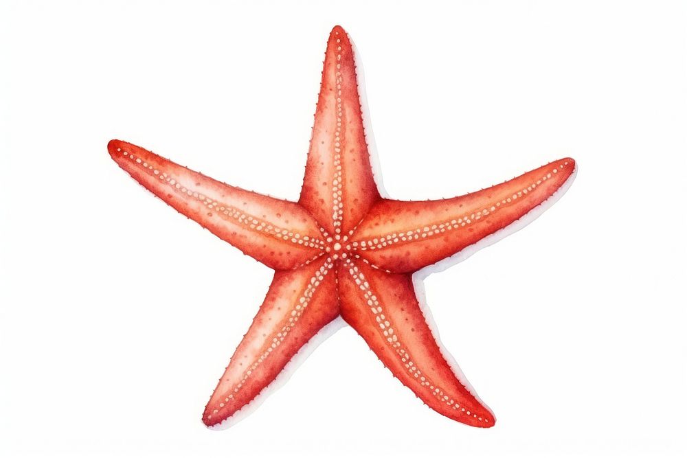 Red starfish white background invertebrate echinoderm. AI generated Image by rawpixel.