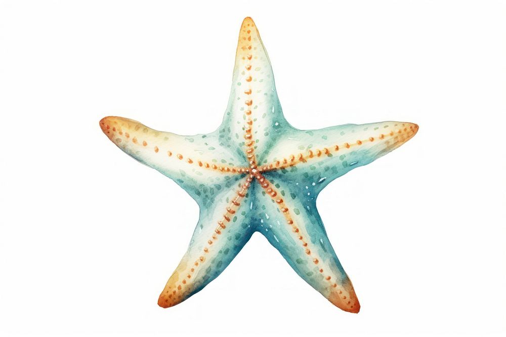 Starfish animal white background invertebrate. AI generated Image by rawpixel.